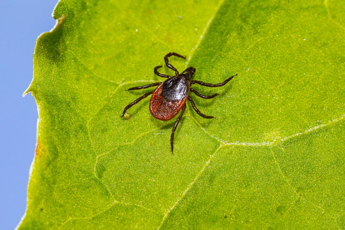 Fotografía de una garrapata de la especie Ixodes scapularis, principal transmisora de la bacteria Borrelia burgdorferi, causante de la enfermedad de Lyme.