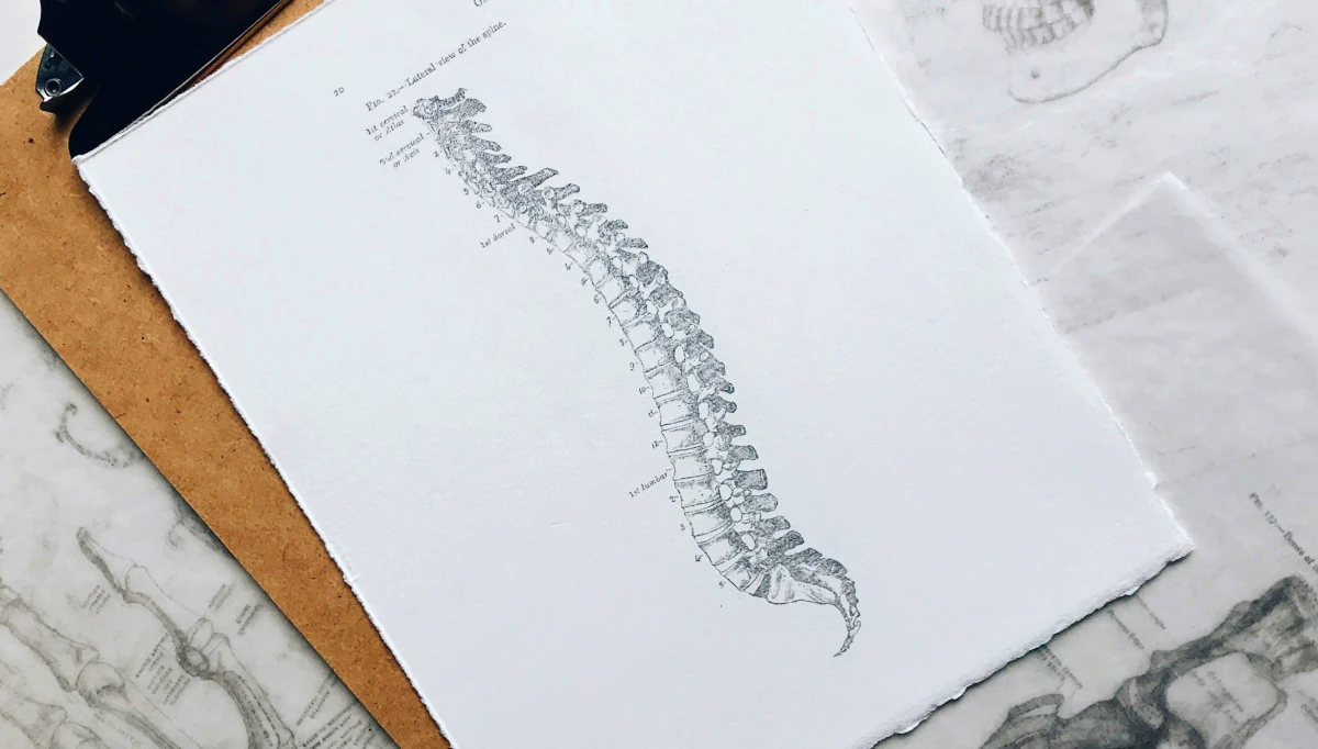 Hueso axis para estudiantes de medicina